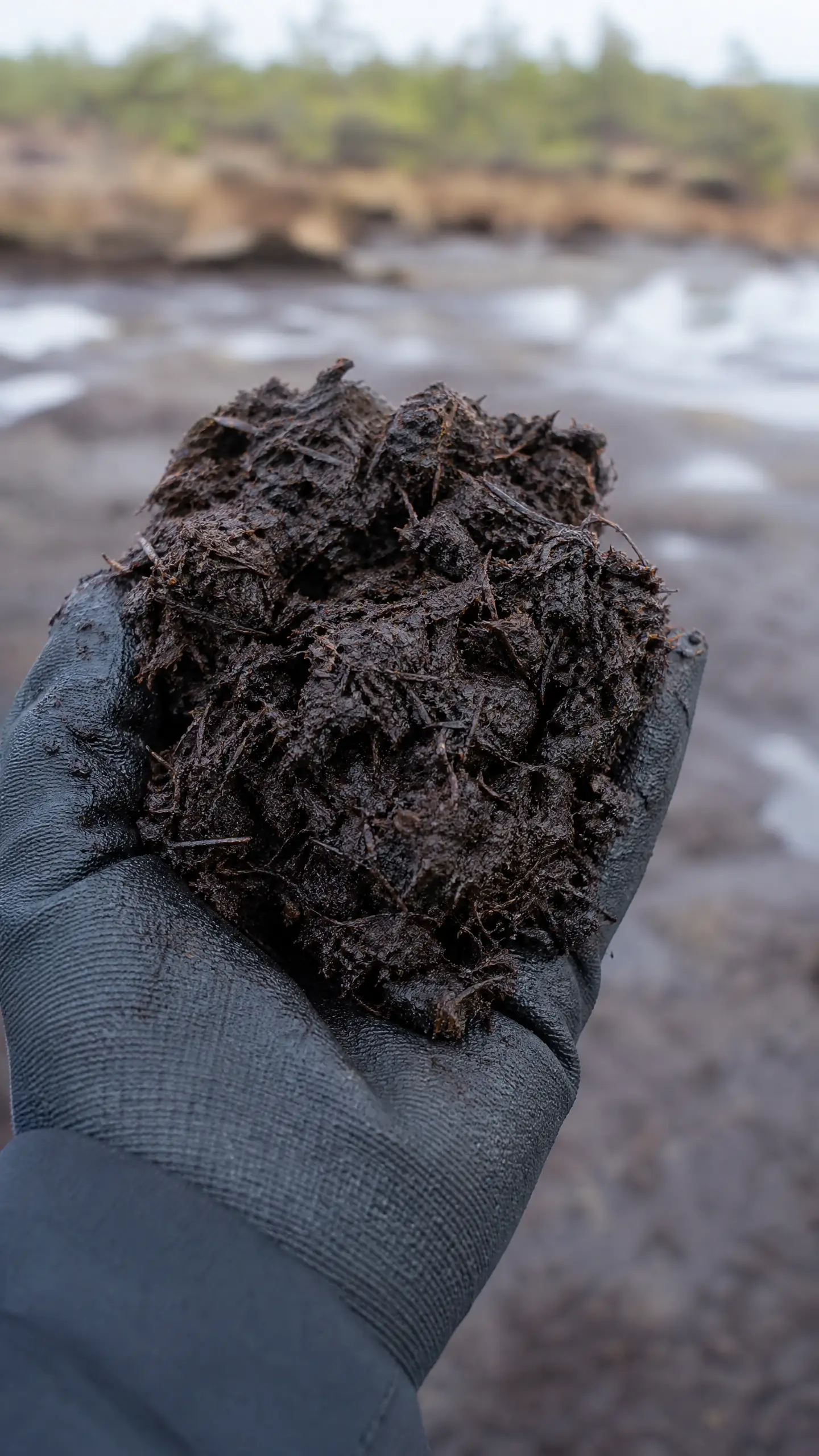 A gloved hand holding a clump of dark wet peat